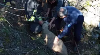 Kör kuyuya düşen kuzu itfaiyeciler tarafından kurtarıldı