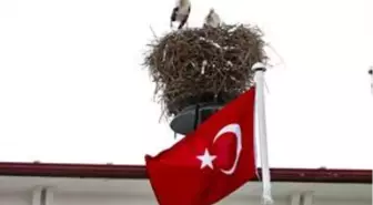 Iğdır'da göç etmeyen leylekler kar altında kaldı