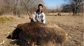 1 ay takip etti, 300 kiloluk yaban domuzunu vurdu