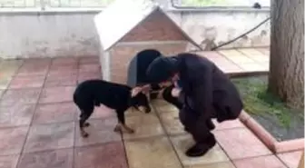 Kaymakam Yalçın, yaralı köpeği sahiplendi