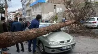 Şiddetli rüzgar ağacı kökünden söktü araçların üstüne devrildi