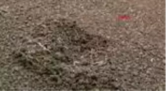 Sivas üniversitede, arıtma çamurundan solucan gübresi üretildi