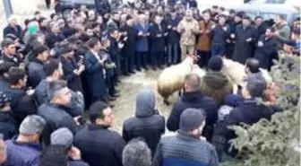Şehitler için mevlit okutulup musibetler için kurban kesildi