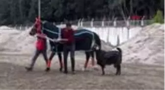 İzmir hasfırtına'nın hayatı 'keçi taner' sayesinde değişti