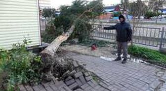 Rüzgarda ağaçlar yıkıldı, yıkılma riski olanlar budandı