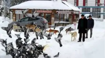 Belediye başkanı sokak hayvanları ve kuşlar için sokağa yemek bıraktı