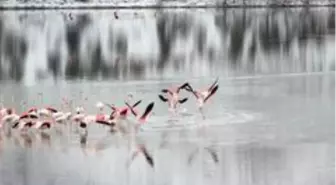 Konya'da 13 flamingo soğuktan öldü