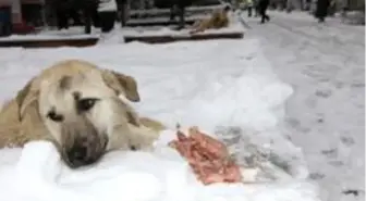 Mardin'de duyarlı vatandaş sokak köpeklerine et dağıttı