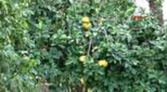 Antalya -litchi, longan ve mango 'yerli' oluyor