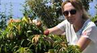 Litchi, longan ve mango 'yerli' oluyor
