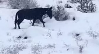 Terk edilen hayvanlar koruma altına alındı