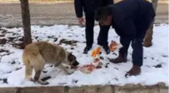 Besni Belediyesi sokak hayvanları için doğaya yem bıraktı