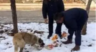 Besni Belediyesi sokak hayvanlarını unutmadı