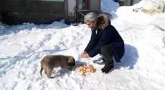 Çetin kışın yaşandığı Ovacık'ta aç kalan sokak hayvanlarına şefkat eli