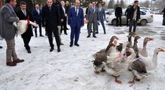 Diğer illerde yetiştirilen kazlar Kars'ta piyasaya sunuluyor