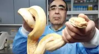 Midesinde tümör çıkan yılana başarılı ameliyat