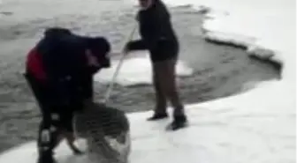 Murat Nehri'ne yemek aramaya giden kurt köpeği mahsur kaldı