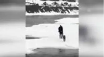 Nehir yüzeyindeki buz kütlesi üzerinde mahsur kalan kurt kurtarıldı