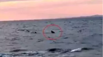 Saros Körfezi'nde kıyıya 15 metre kala köpekbalığı paniği