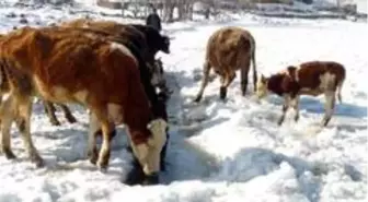 Göl yüzeyindeki buzu kırıp hayvanlarına su içiriyorlar