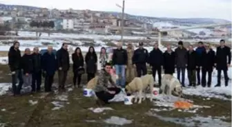 Gölova'da sokak hayvanlarının aç kalmaması için proje başlatıldı