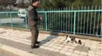 Elektrik arızasını tespitte artık köpekler devrede