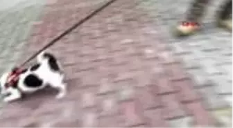 Elektrik arızasını tespitte artık köpekler devrede