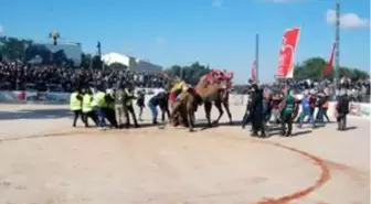 Çanakkale'de deve güreşleri renkli görüntülere sahne oldu