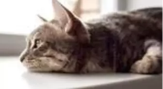 'Hayvanlar Nasıl Yas Tutar?' Bilim, hayvanların duygularını fena halde hafife aldı