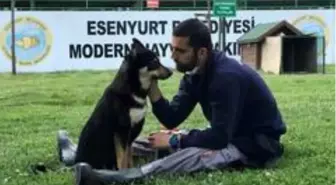 (Özel) Trafik kazasında engelli kalan köpek yürüteç ile yeniden hayata tutundu