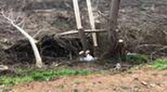 Kestiği ağacın altında kalan kişi yaşamını yitirdi
