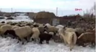 Van depremzede aileler, soğukta üşüyen kuzularını sobanın yanında ısıtıyor