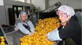 Katkısız Bodrum mandalina suyu dünyaya açılıyor