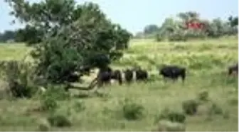 Güney afrika yaban hayatı fotoğrafçılarının güney afrika'daki tehlikeli yolculuğu