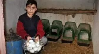 Okuldaki 'yeşil yumurtalar', devamsızlığı azalttı