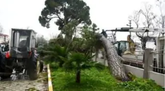 Turgutlu'da şiddetli rüzgar nedeniyle çam ağacı devrildi
