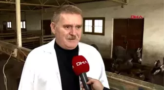 Adana litre fiyatı 150 lira olan eşek sütüne yoğun ilgi