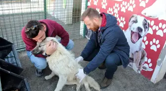 Felçli köpeği sahiplenmek için yüzlerce kilometre yol katetti