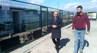 Felçli köpeği sahiplenmek için yüzlerce kilometre yol katetti