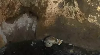 Kuyuya düşen 2 tilkiyi AFAD ekibi kurtardı