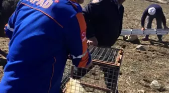 Kuyuya düşen iki tilkiyi AFAD kurtardı