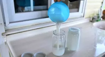 Litre fiyatı 150 lira olan eşek sütüne yoğun ilgi