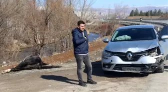 Otomobilin çarptığı at telef oldu