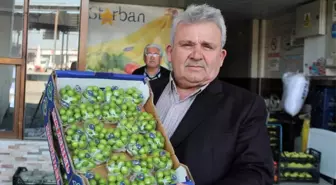 Turfanda erik cep yakıyor