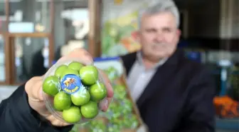 Turfanda erik cep yakıyor