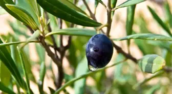 Zeytin yaprağının faydaları nelerdir? Zeytin yaprağı neye iyi gelir?