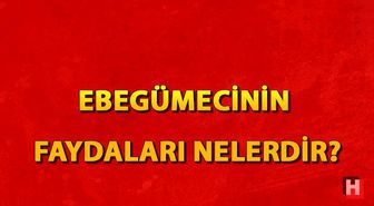 Ebegümecinin faydaları nelerdir? Ebegümeci çayı neye iyi gelir?