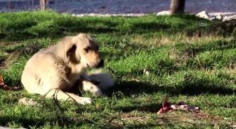 Hayvanseverlerin ayağı kırık 'Çavuş'un tedavi ettirilmesi talebi