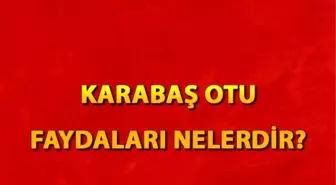 Karabaş otu faydaları nelerdir? Karabaş otu çayı neye iyi gelir?