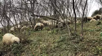 Koyun sürüleri yayla yolunda